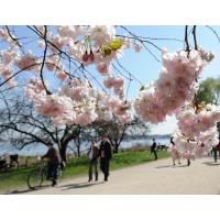 1260_2635 Zweig mit rosa Kirschblüten der Japanischen Zierkirsche am Alsterweg. | 